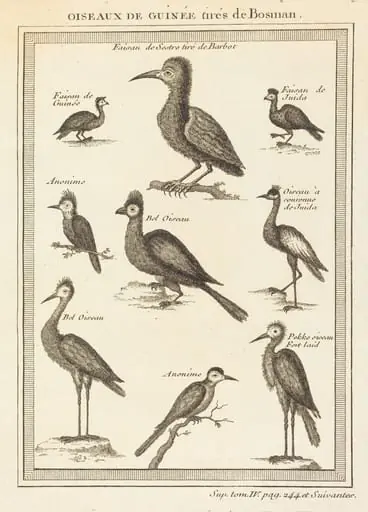 Oiseaux de guinee tires de bosman, by French 18th Century