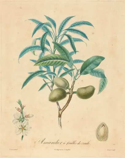 Amandier a feuilles de saulle, by French 19th Century