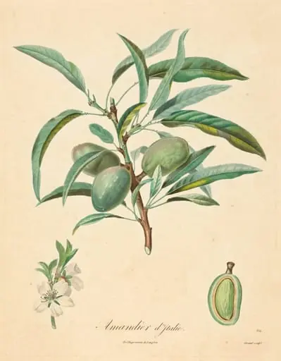 Amandier d'Italie, by French 19th Century