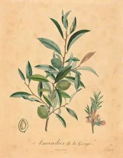 Amandier de la Georgie, by French 19th Century