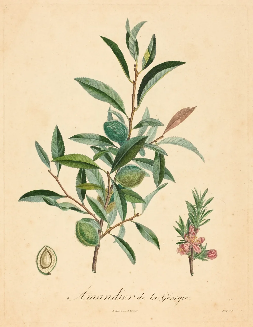 Amandier de la Georgie, by French 19th Century, ink, 1850
