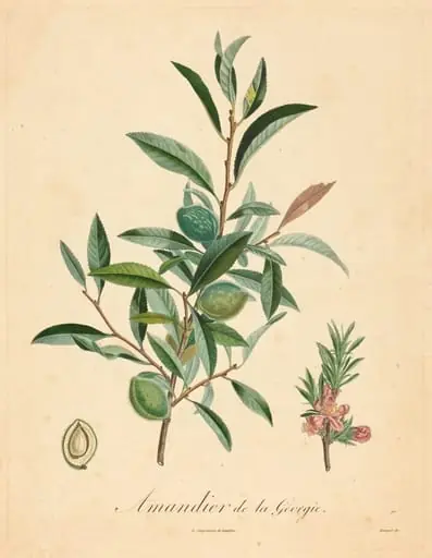 Amandier de la Georgie, by French 19th Century