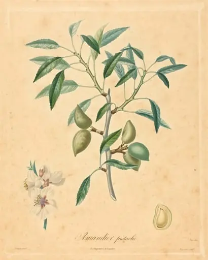 Amandier pistache, by French 19th Century