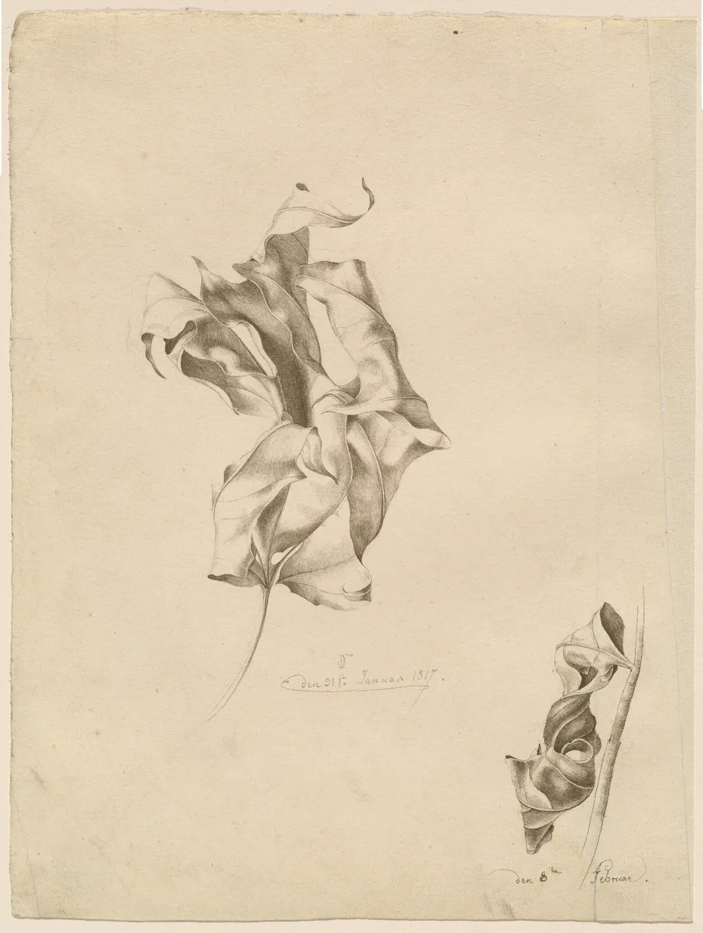 Shriveled Leaves, by Friedrich Olivier, ink, 1817
