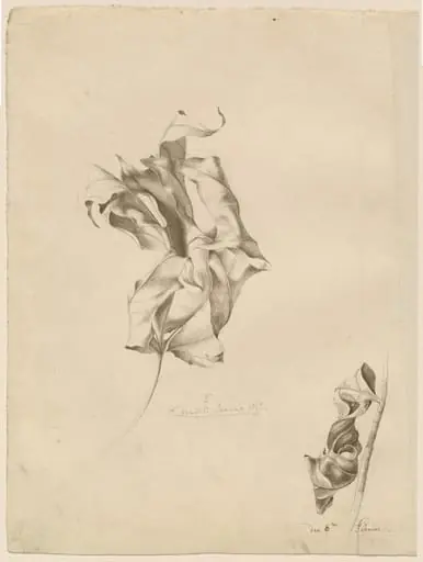 Shriveled Leaves, by Friedrich Olivier