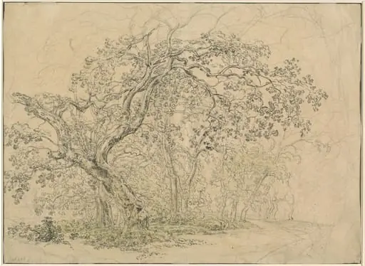 Grove of Trees [verso], by Friedrich Salathé