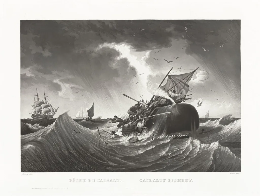 Pêche du Cachalot, Cachalot Fishery, by Friedrich von Martens, ink, 1834
