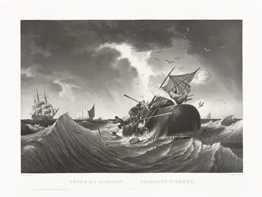 Pêche du Cachalot, Cachalot Fishery, by Friedrich von Martens