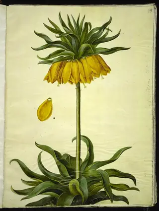 Fritillaria imperialis (kejserkrone), 1654