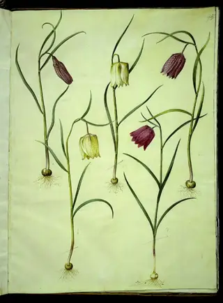 Fritillaria meleagris (almindelig vibeæg)