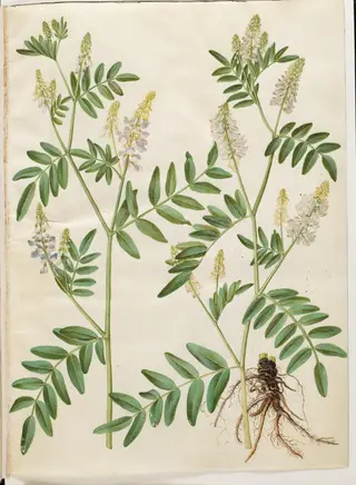 Galega officinalis (læge-stregbælg), 1654