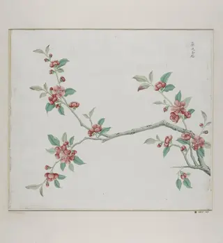 Gang bian xing hua