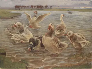 Geese on the Island of Saltholm