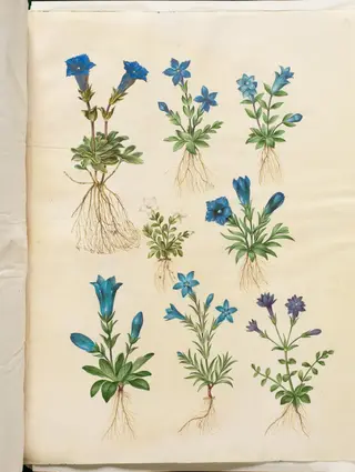 Gentiana acaulis (stængelløs ensian); Gentiana verna (vår-ensian); Gentiana acaulis (stængelløs ensian); Gentiana (art af ensian), 1654