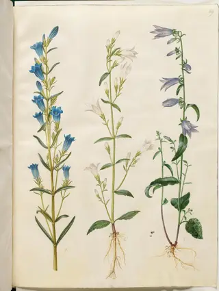 Gentiana pneumonanthe (klokke-ensian); Campanula patula (eng-klokke); Campanula rapunculoides (ensidig klokke), 1654