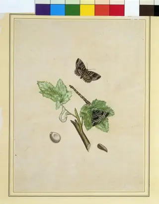 Geometrid moths