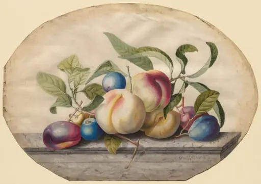 Fruit Arrangement: Peaches and Plumbs on a Slab of Marble, by Georg Dionysius Ehret