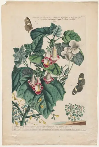 Plantae et Papiliones rariores: Martynia, by Georg Dionysius Ehret