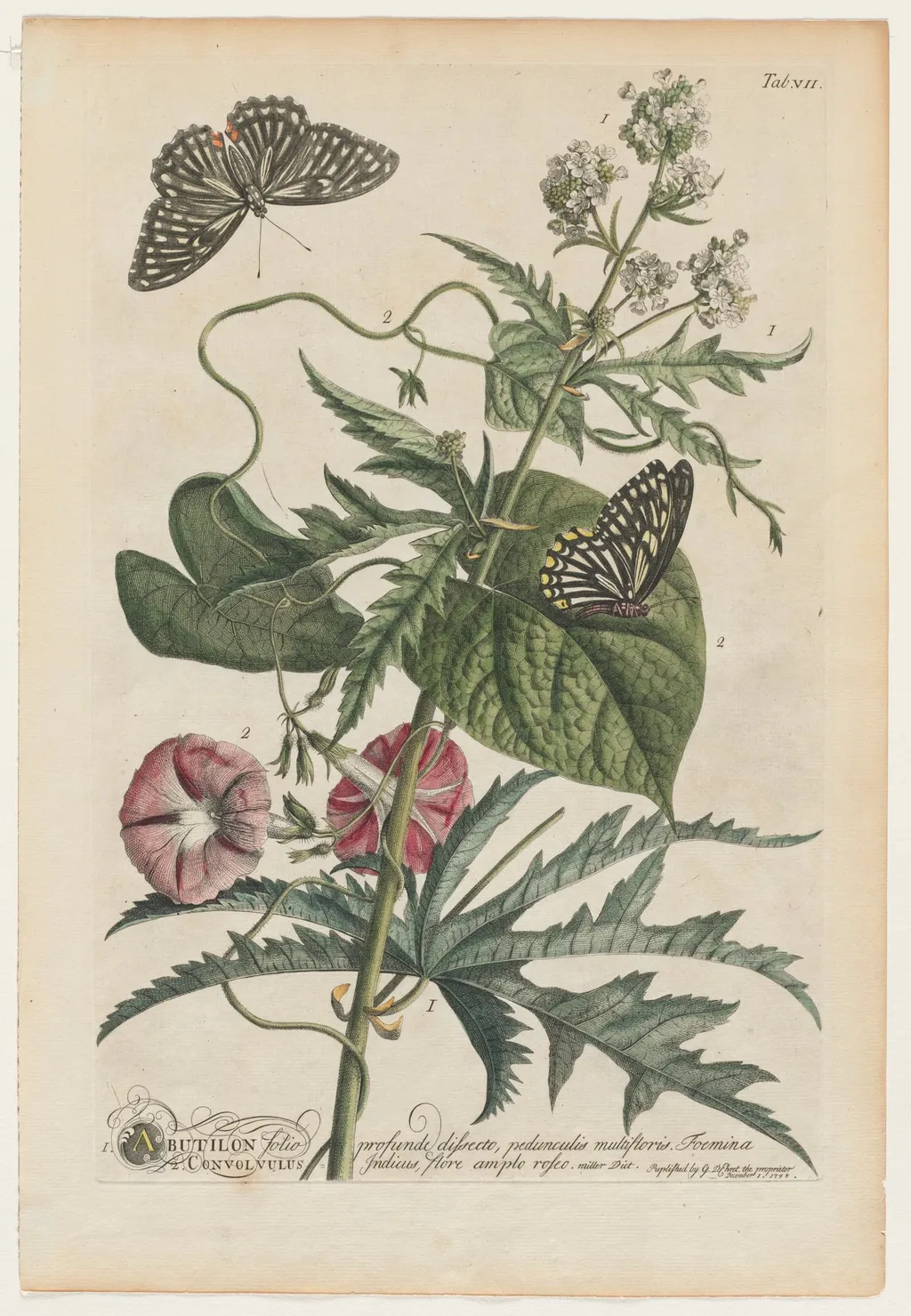 Plantae et papiliones rariores: No. 7, by Georg Dionysius Ehret, 1748