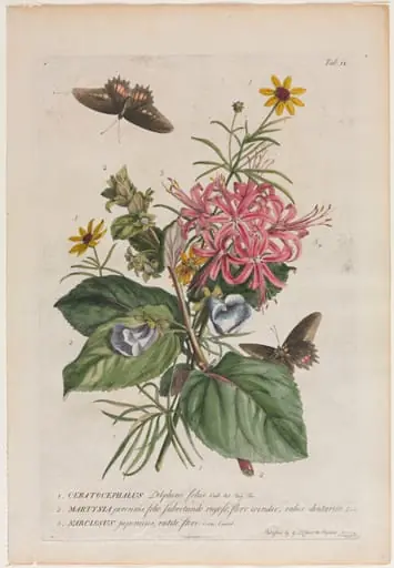 Plantae et papiliones rariores: No. 9, by Georg Dionysius Ehret