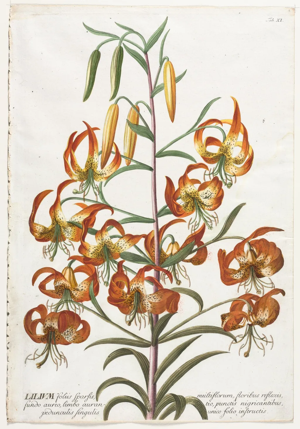 Plantae Selectae: No. 11 - Lily, by Georg Dionysius Ehret, 1762