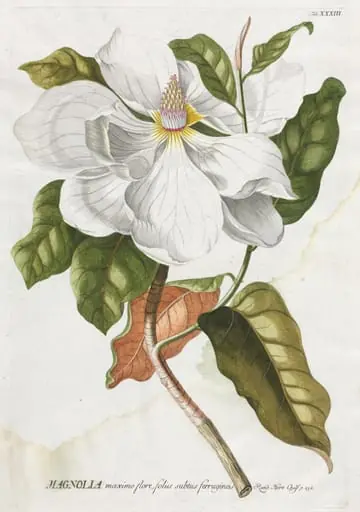 Plantae Selectae:  No. 33 - Magnolia, by Georg Dionysius Ehret