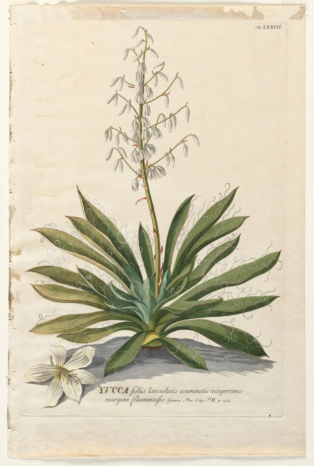 Plantae Selectae: No. 37 - Yucca, by Georg Dionysius Ehret, 1762