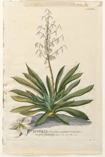 Plantae Selectae: No. 37 - Yucca, by Georg Dionysius Ehret