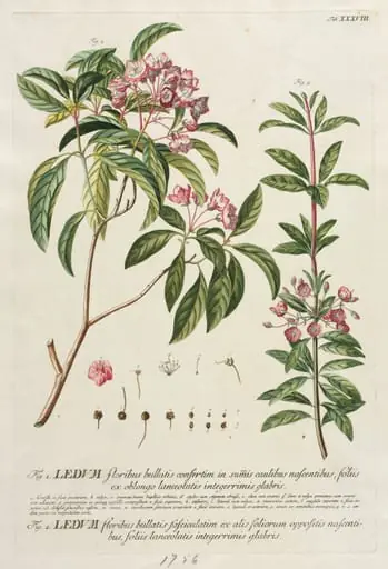 Plantae Selectae:  No. 38, by Georg Dionysius Ehret