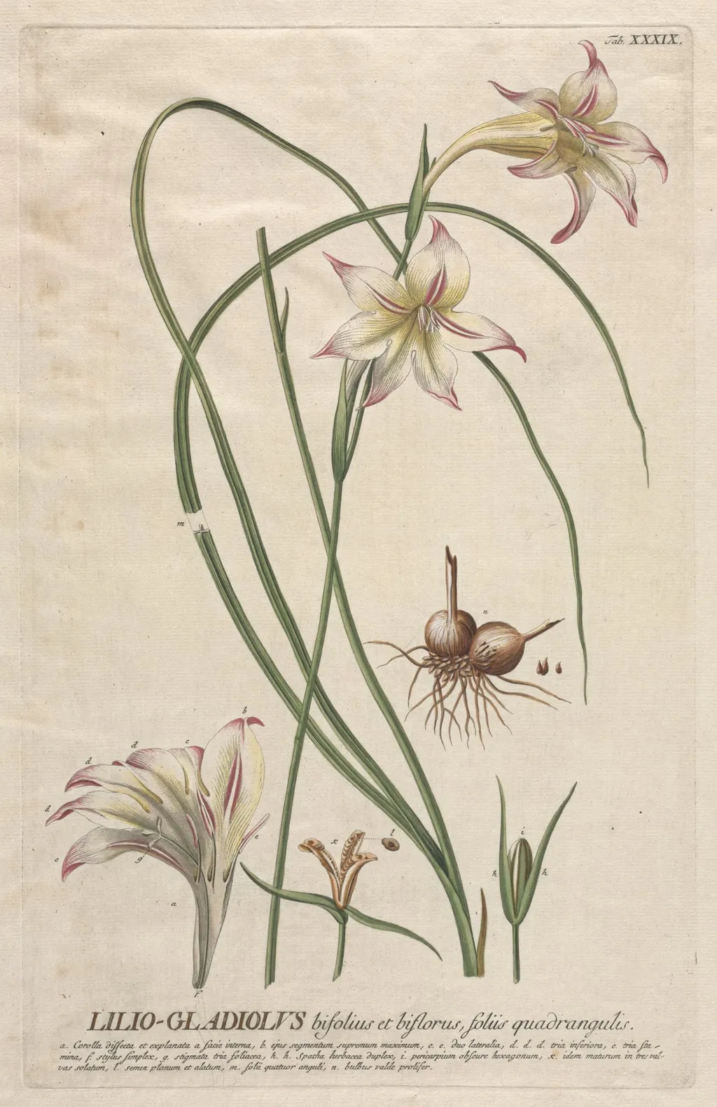Plantae Selectae: No. 39 - Lilio-Gladiolus, by Georg Dionysius Ehret, 1762