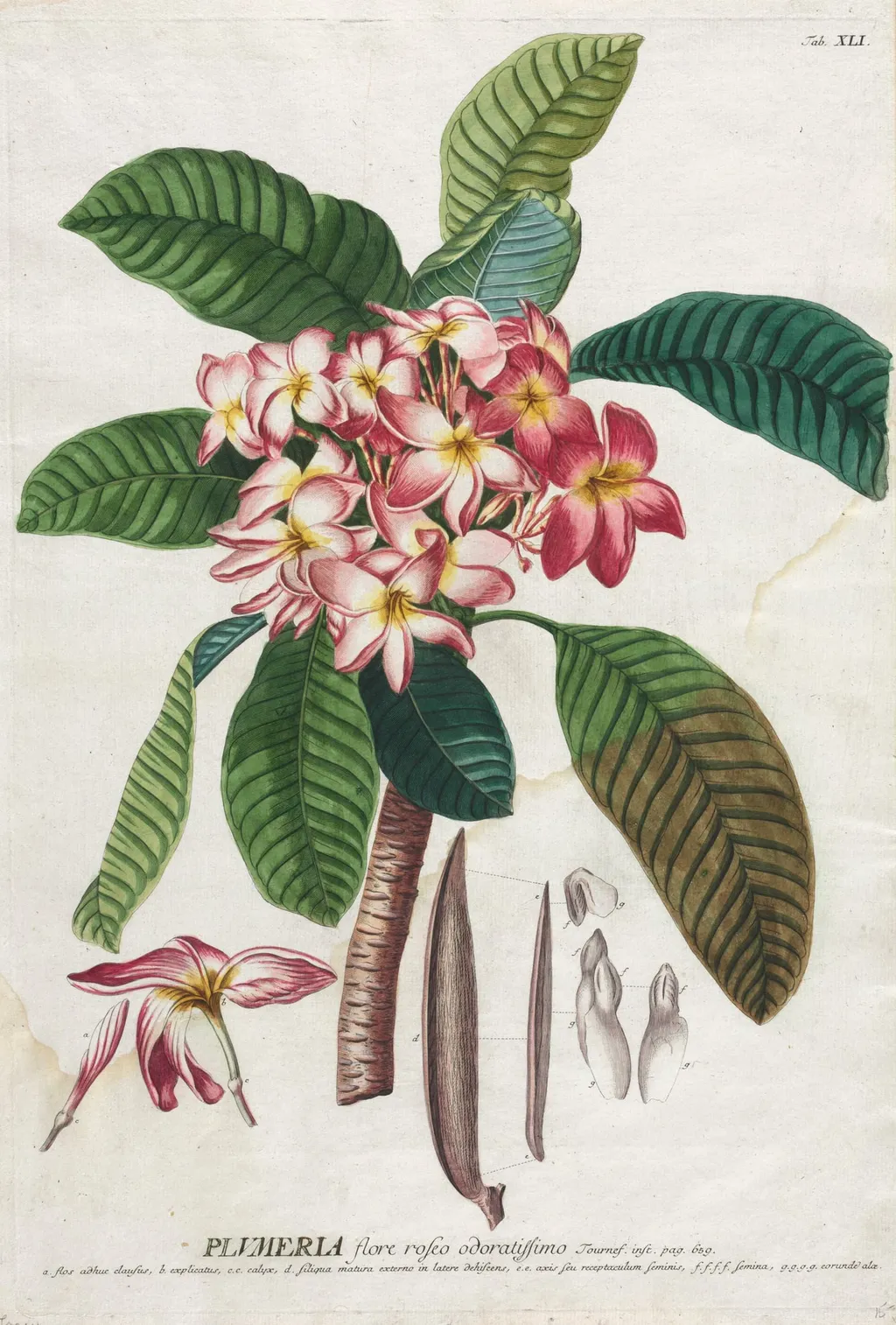 Plantae Selectae: No. 41, by Georg Dionysius Ehret, 1762