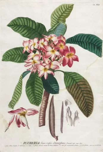 Plantae Selectae:  No. 41, by Georg Dionysius Ehret