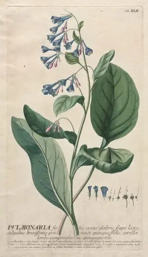Plantae Selectae: No. 42 - Pulmonaria, by Georg Dionysius Ehret