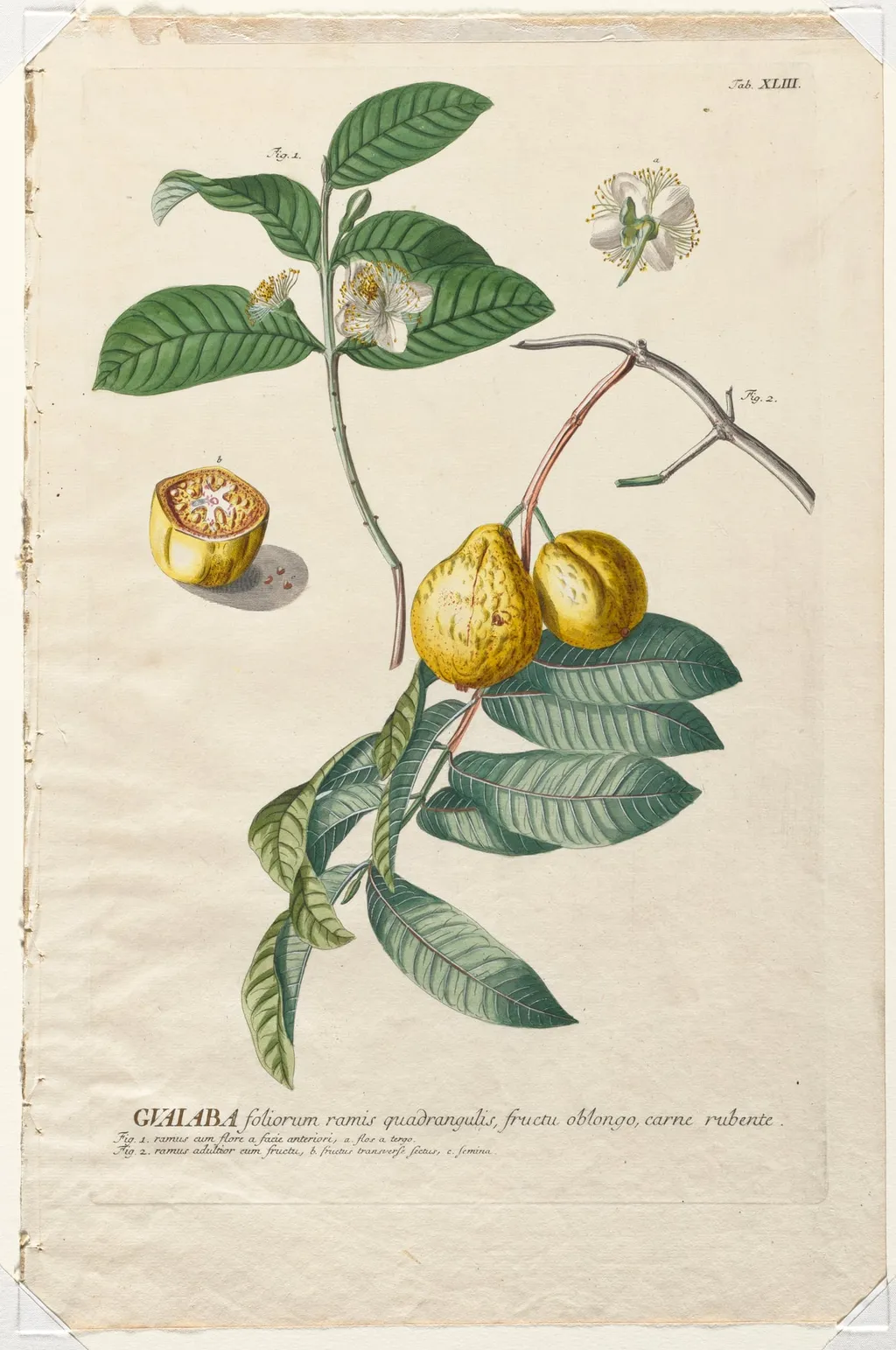 Plantae Selectae: No. 43 - Guaiaba, by Georg Dionysius Ehret, 1762
