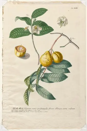 Plantae Selectae: No. 43 - Guaiaba, by Georg Dionysius Ehret