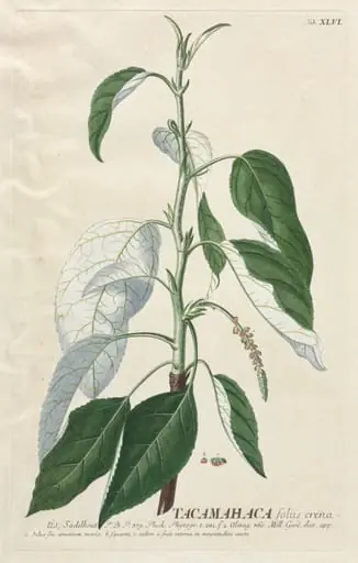 Plantae Selectae:  No. 46 - Tacamahaca, by Georg Dionysius Ehret