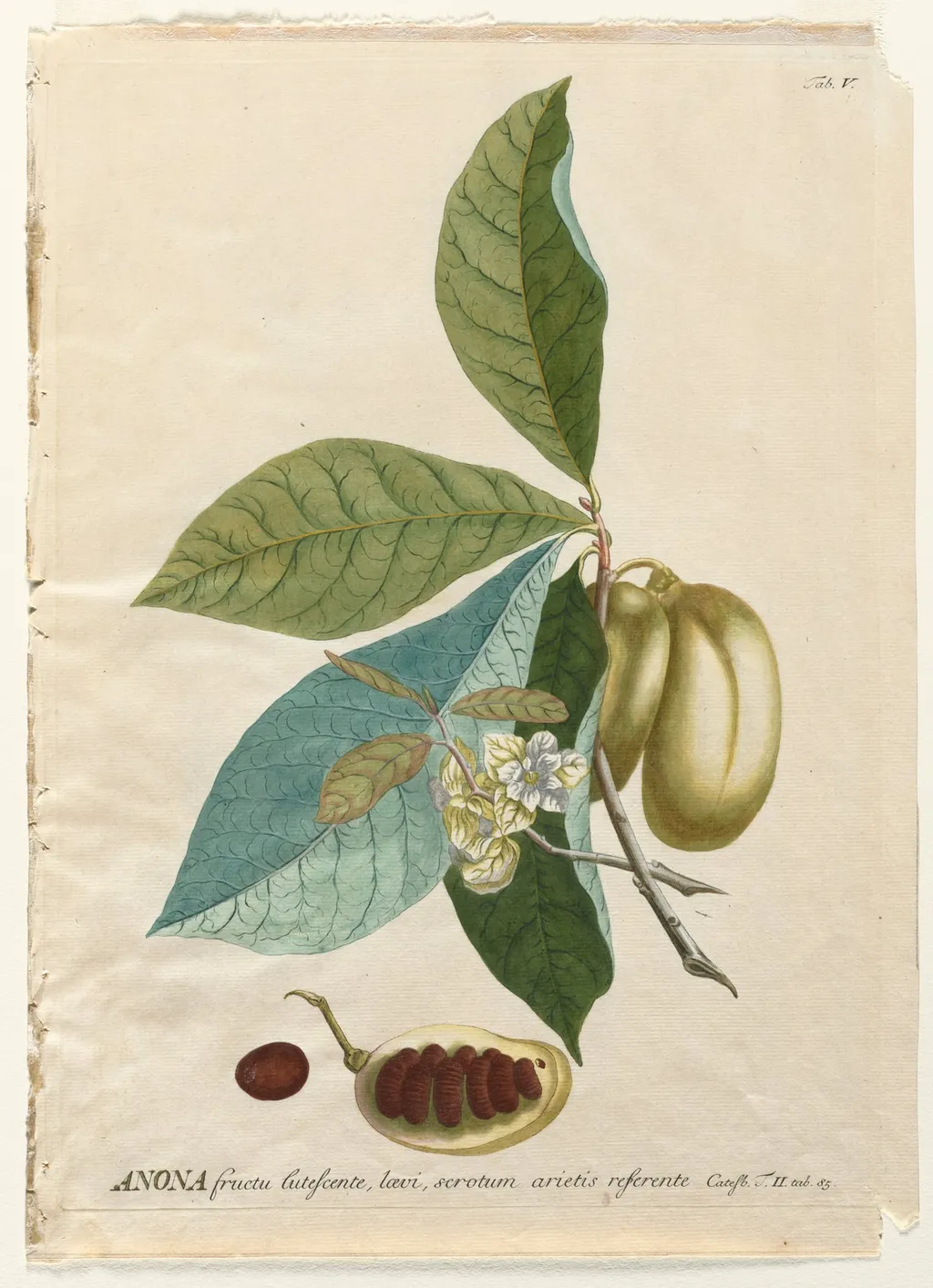Plantae Selectae: No. 5 - Anona, by Georg Dionysius Ehret, 1762