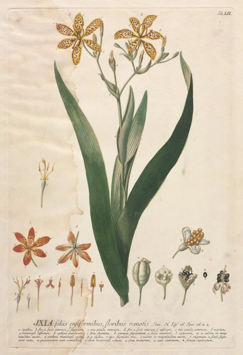Plantae Selectae: No. 52 - Ixia, by Georg Dionysius Ehret, 1762