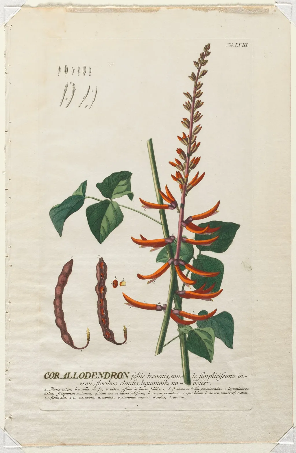 Plantae Selectae: No. 58 - Corallodendron, by Georg Dionysius Ehret, 1762