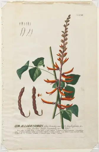 Plantae Selectae: No. 58 - Corallodendron, by Georg Dionysius Ehret