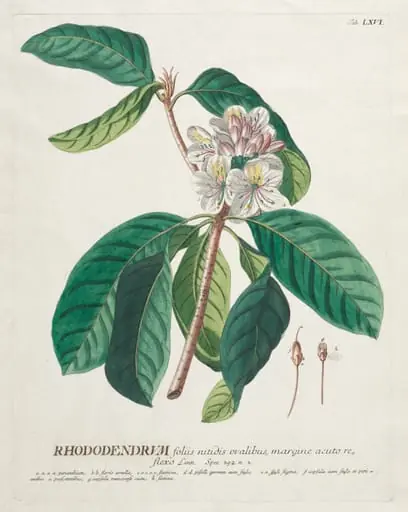 Plantae Selectae:  No. 66 - Rhododendron, by Georg Dionysius Ehret