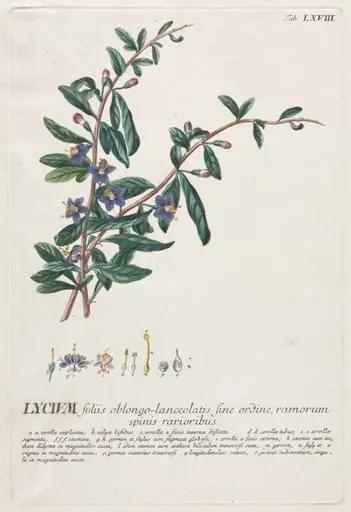 Plantae Selectae:  No. 68 - Lycium, by Georg Dionysius Ehret