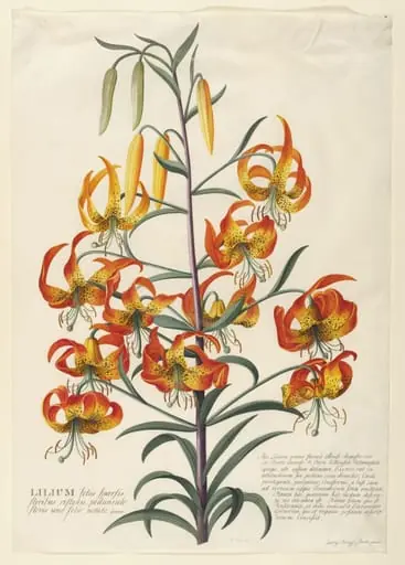 American Turk's-cap lily (Lilium superbum), by Georg Dionysus Ehret
