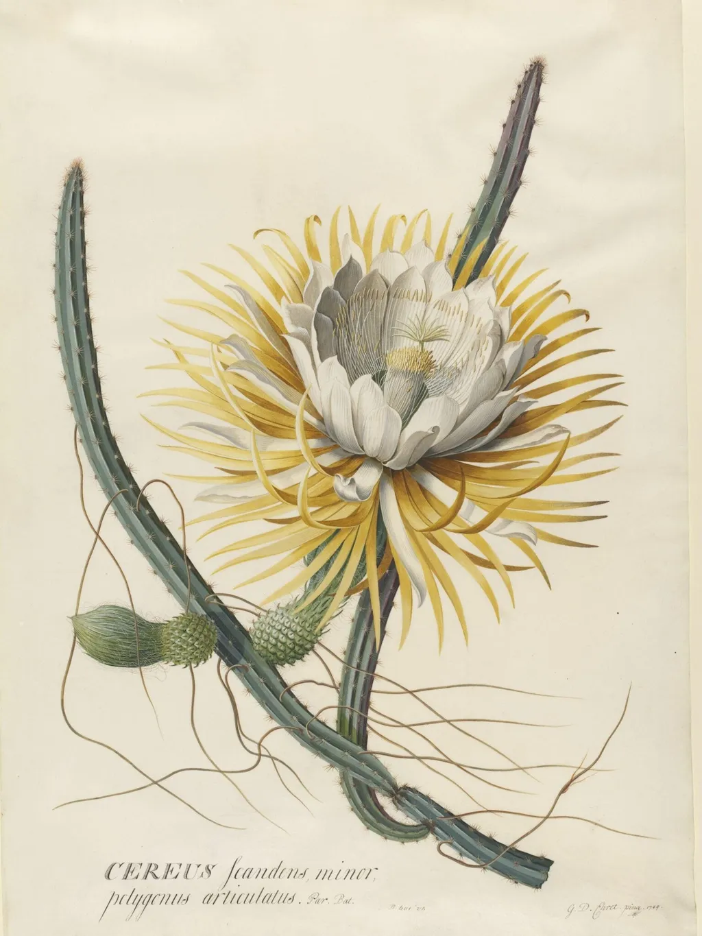 Cereus Cactus, by Georg Dionysus Ehret, watercolor, 1750