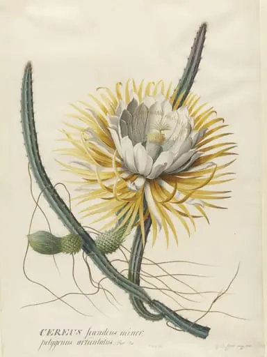 Cereus Cactus, by Georg Dionysus Ehret