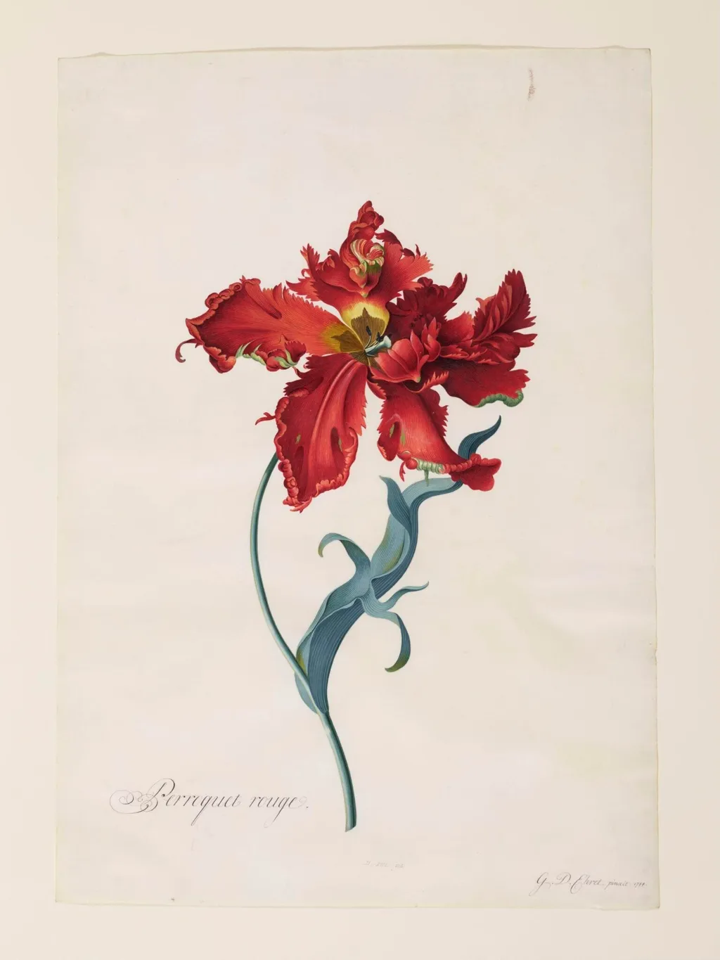 Perroquet Rouge, by Georg Dionysus Ehret, watercolor, 1744