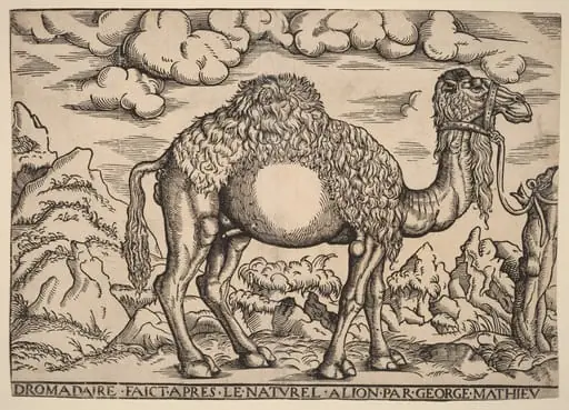 A Dromedary, by Georg Mattheus
