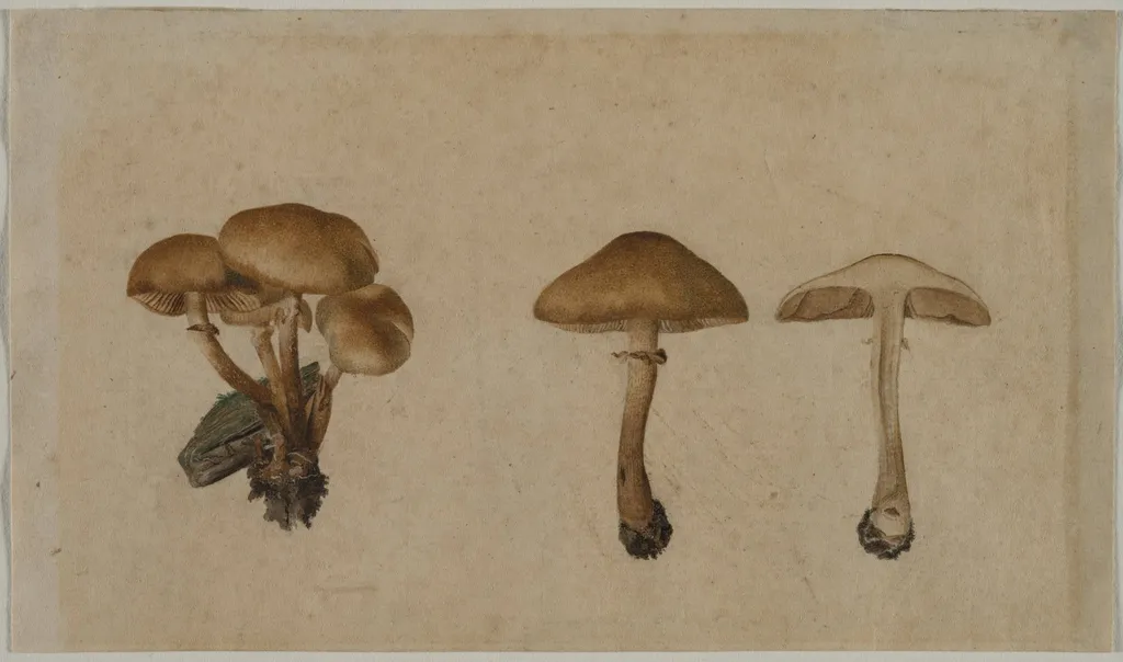 Mushrooms, by Georg Wilhelm Baurenfeind, 1751