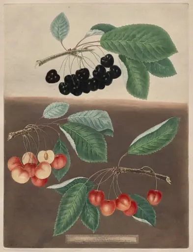 Pomona Britannica: No. 10 - Cherries, by George Brookshaw