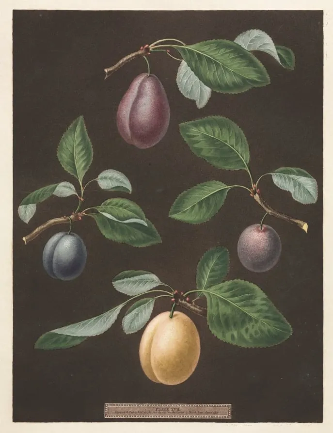 Pomona Britannica: No. 17 - Plums, by George Brookshaw, 1806